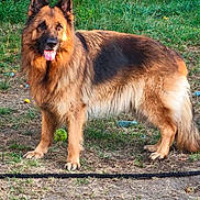Rokxa a rejoint le concours — aidez-le/la à gagner de superbes lots ! dog, german_shepherd, animal, pet, fur, tongue_out, tennis_ball, grass, yard, outdoor, nature, canine, mammal, playful, garden, standing, happy, ears_up, brown_fur, black_fur