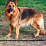 dog, german_shepherd, animal, pet, fur, tongue_out, tennis_ball, grass, yard, outdoor, nature, canine, mammal, playful, garden, standing, happy, ears_up, brown_fur, black_fur