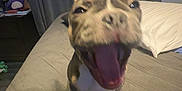 Gordo is registered to the contest to win money with this photo: dog, bed, mouth_open, indoor, curtain, blanket, furniture, pet, animal, brown, white, paws, closeup, excited, mouth, canine, sleeping_area, room, blurred, fur