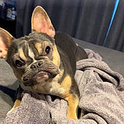 Gordo joined the competition — help win amazing prizes! dog, french_bulldog, pet, animal, blanket, bed, indoor, cozy, fur, ears, cute, lying_down, portrait, face, expression, wrinkles, domestic_animal, canine, companion, curious