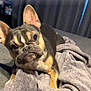 dog, french_bulldog, pet, animal, blanket, bed, indoor, cozy, fur, ears, cute, lying_down, portrait, face, expression, wrinkles, domestic_animal, canine, companion, curious