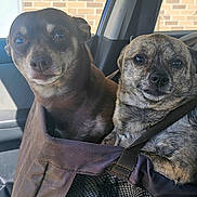 Smith Wesson joined the competition — help win amazing prizes! animal, brick_wall, brindle_dog, brown_dog, car_interior, car_seat, closeup, companion, cute, dog, indoor, looking, mesh, pet_carrier, seatbelt, sitting, small_dog, straps, sunlight, window