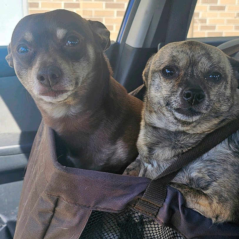 Smith Wesson joined the competition — help win amazing prizes! animal, brick_wall, brindle_dog, brown_dog, car_interior, car_seat, closeup, companion, cute, dog, indoor, looking, mesh, pet_carrier, seatbelt, sitting, small_dog, straps, sunlight, window