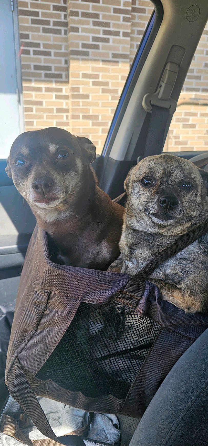 Smith Wesson joined the competition — help win amazing prizes! animal, brick_wall, brindle_dog, brown_dog, car_interior, car_seat, closeup, companion, cute, dog, indoor, looking, mesh, pet_carrier, seatbelt, sitting, small_dog, straps, sunlight, window