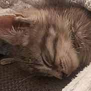 Bacha a rejoint le concours — aidez-le/la à gagner de superbes lots ! animal, blanket, closeup, comfort, cozy, cute, feline, fluffy, fur, indoor, kitten, nap, pet, relaxed, resting, sleeping, soft, tabby, warm, whiskers