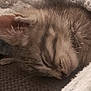 animal, blanket, closeup, comfort, cozy, cute, feline, fluffy, fur, indoor, kitten, nap, pet, relaxed, resting, sleeping, soft, tabby, warm, whiskers