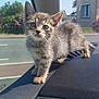 Bacha participe au concours pour gagner de l'argent avec cette photo : animal, car_interior, cat, curious, dashboard, domestic, ears, eyes, fur, greenery, house, kitten, outdoor, pet, road, small, sunlight, whiskers, window, young