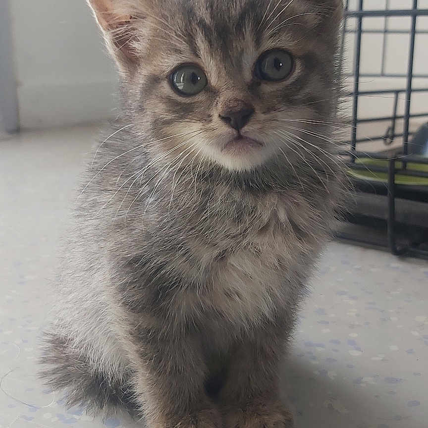 Bacha a rejoint le concours — aidez-le/la à gagner de superbes lots ! animal, cage, cat, curious, cute, domestic, ears, eyes, feline, floor, fur, gray_fur, indoor, kitten, pet, portrait, sitting, small, whiskers, young