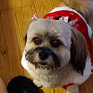 Trixie is registered to the contest to win money with this photo: dog, pet, indoor, wooden_floor, costume, red_clothing, white_fur_trim, small_dog, cute, looking_up, furry, animal, companion, domestic_animal, holiday_outfit, black_slipper, flooring, adorable, waiting, expression