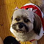 dog, pet, indoor, wooden_floor, costume, red_clothing, white_fur_trim, small_dog, cute, looking_up, furry, animal, companion, domestic_animal, holiday_outfit, black_slipper, flooring, adorable, waiting, expression