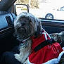 Trixie joined the competition — help win amazing prizes! dog, car_interior, dog_clothing, red_coat, furry, pet, window, side_mirror, seat, lap, vehicle, daylight, trees, outdoor_background, calm, companion, travel, winter_clothing, fur, canine