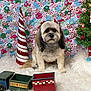 dog, pet, holiday, christmas, decorations, toy_train, fluffy, bows, white_rug, mini_tree, festive, indoor, cute, background, pattern, red, green, blue, pink, holiday_decor