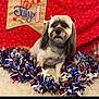 Trixie joined the competition — help win amazing prizes! dog, pet, small_dog, fluffy, groomed, ribbon, ears, tinsel, red, white, blue, festive, banner, indoor, portrait, cute, animal, celebration, holiday, background
