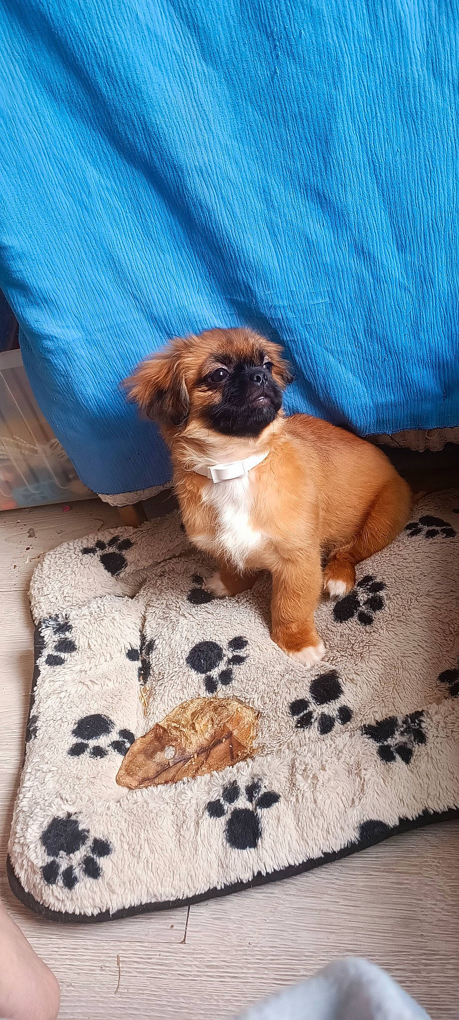 Lola a rejoint le concours — aidez-le/la à gagner de superbes lots ! brown, canidae, carnivore, comfort, companion_dog, dog, dog_breed, door, fawn, flooring, fur, liver, pug, snout, sporting_group, tail, terrestrial_animal, toy_dog, working_animal, wrinkle