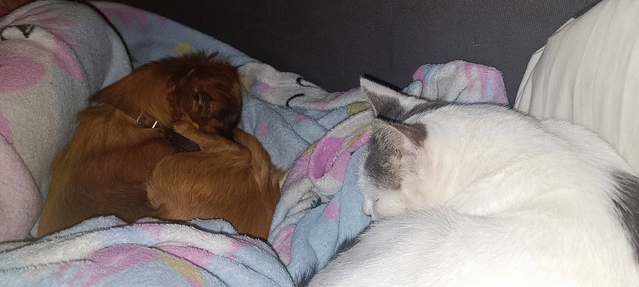 Lola a rejoint le concours — aidez-le/la à gagner de superbes lots ! bedding, canidae, carnivore, cat, comfort, companion_dog, couch, dog, dog_breed, fawn, felidae, fur, linens, liver, mammal, nap, small_to_medium_sized_cats, snout, sporting_group, whiskers