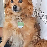 Babeboi Jones is registered to the contest to win money with this photo: dog, fluffy, golden, pet, collar, tag, sitting, lap, person, white_shirt, fur, ears, nose, indoor, closeup, portrait, animal, cute, companion, relaxed