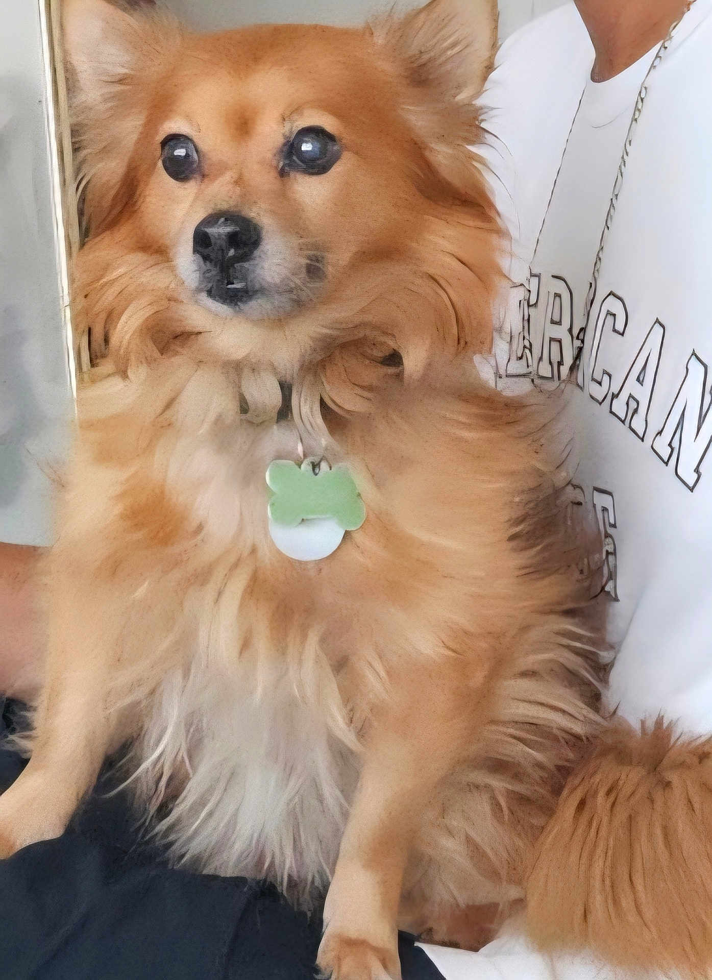 Babeboi Jones is registered to the contest to win money with this photo: dog, fluffy, golden, pet, collar, tag, sitting, lap, person, white_shirt, fur, ears, nose, indoor, closeup, portrait, animal, cute, companion, relaxed