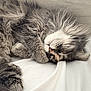 cat, sleeping, fluffy, gray, white, pet, fur, cute, cozy, resting, indoor, animal, closeup, paw, relaxed, soft, whiskers, peaceful, nap, feline