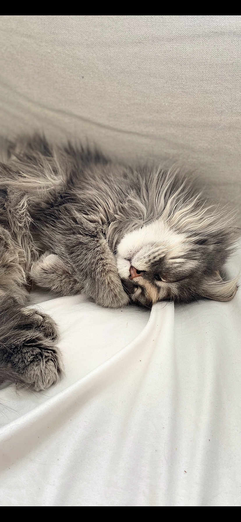 Sooky a rejoint le concours — aidez-le/la à gagner de superbes lots ! cat, sleeping, fluffy, gray, white, pet, fur, cute, cozy, resting, indoor, animal, closeup, paw, relaxed, soft, whiskers, peaceful, nap, feline