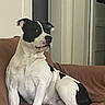dog, black_and_white, sitting, couch, indoor, pet, animal, relaxed, brown, furniture, looking_away, domestic, canine, companion, home, seated, resting, short_hair, alert, calm