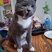 Blue joined the competition — help win amazing prizes! cat, gray_cat, white_fur, table, wooden_table, yawning_cat, indoor, kitchen, cluttered_background, bottle, can, container, bird_decoration, pet, animal, feline, whiskers, tongue, mouth_open, ears