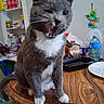 cat, gray_cat, white_fur, table, wooden_table, yawning_cat, indoor, kitchen, cluttered_background, bottle, can, container, bird_decoration, pet, animal, feline, whiskers, tongue, mouth_open, ears