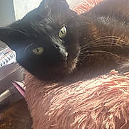 Jewel is registered to the contest to win money with this photo: black_cat, cat, pet, animal, fluffy_cushion, pink_cushion, indoor, closeup, green_eyes, relaxed, feline, fur, whiskers, resting, cozy, sunlight, domestic_animal, cute, soft_texture, portrait