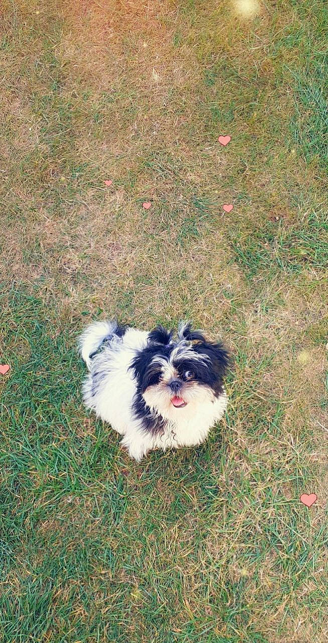 Ruby a rejoint le concours — aidez-le/la à gagner de superbes lots ! art, canidae, carnivore, companion_dog, dog, dog_breed, fur, grass, groundcover, maltepoo, non_sporting_group, puppy, shih_tzu, soil, sporting_group, tail, terrestrial_animal, terrier, toy_dog, working_animal