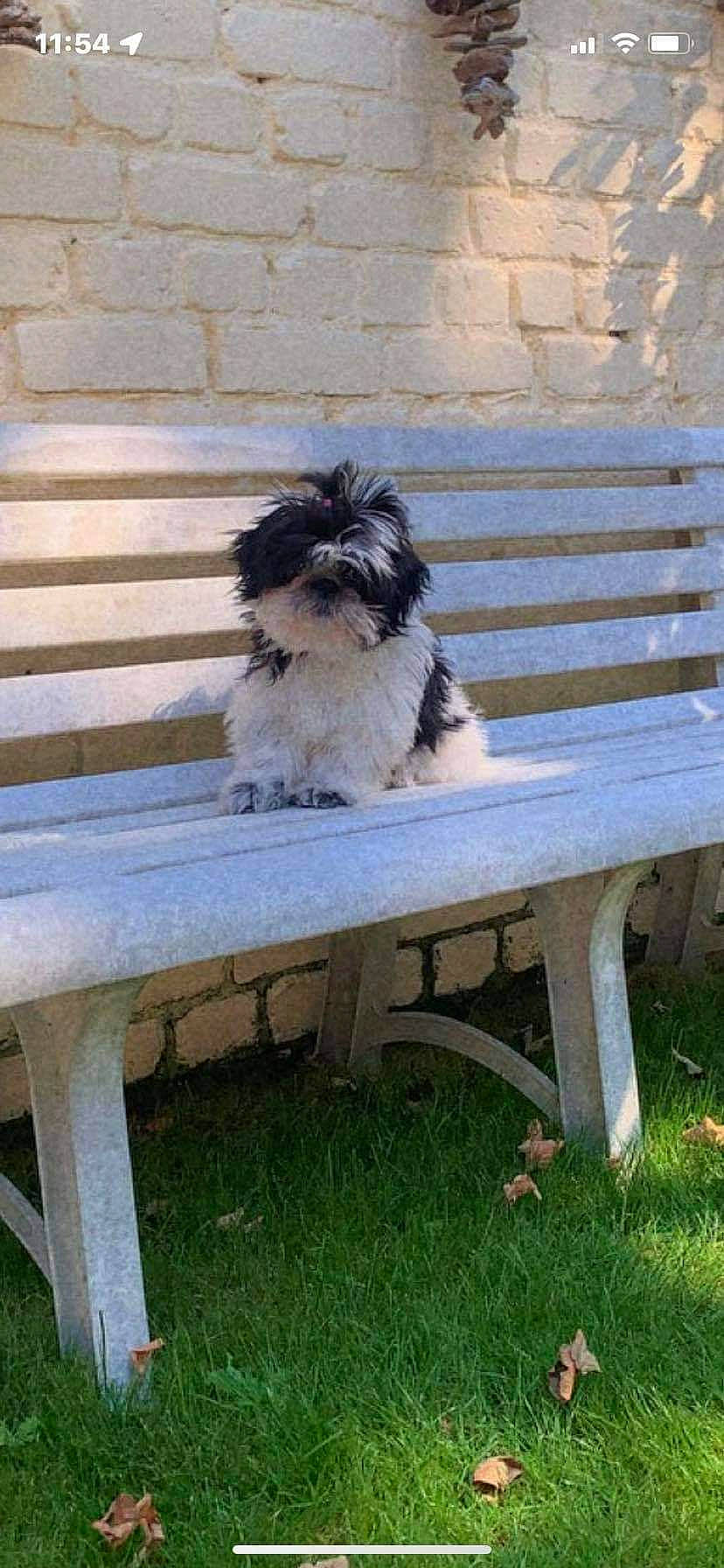 Ruby participe au concours pour gagner de l'argent avec cette photo : canidae, carnivore, companion_dog, dog, dog_breed, fawn, fur, grass, house, liver, outdoor_bench, outdoor_furniture, plant, porch, sporting_group, tail, terrier, toy_dog, wood, working_animal