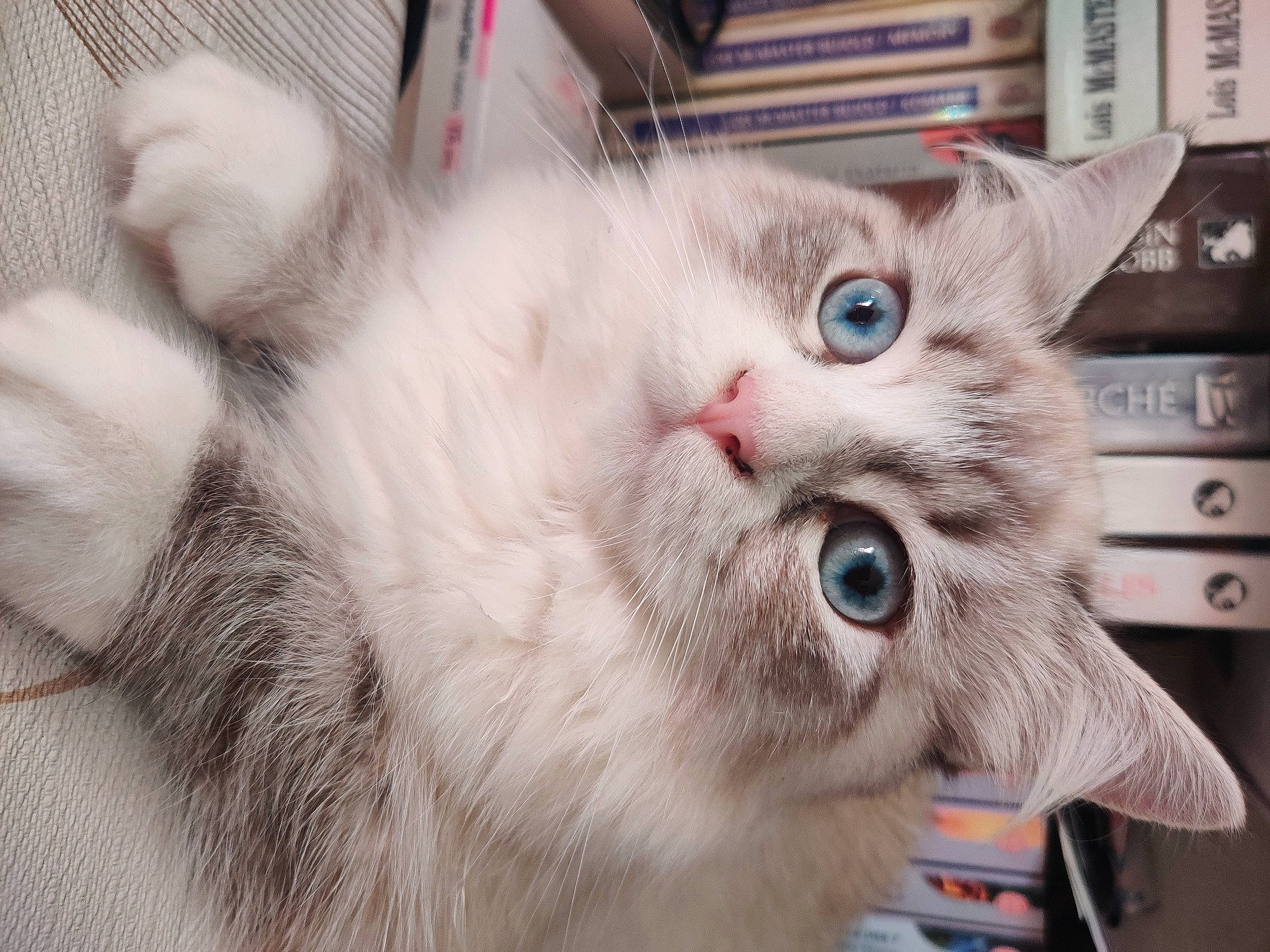 Uchiki participe au concours pour gagner de l'argent avec cette photo : bookcase, box, carnivore, cat, domestic_short_haired_cat, felidae, fur, paw, ragdoll, shelf, small_to_medium_sized_cats, snout, whiskers