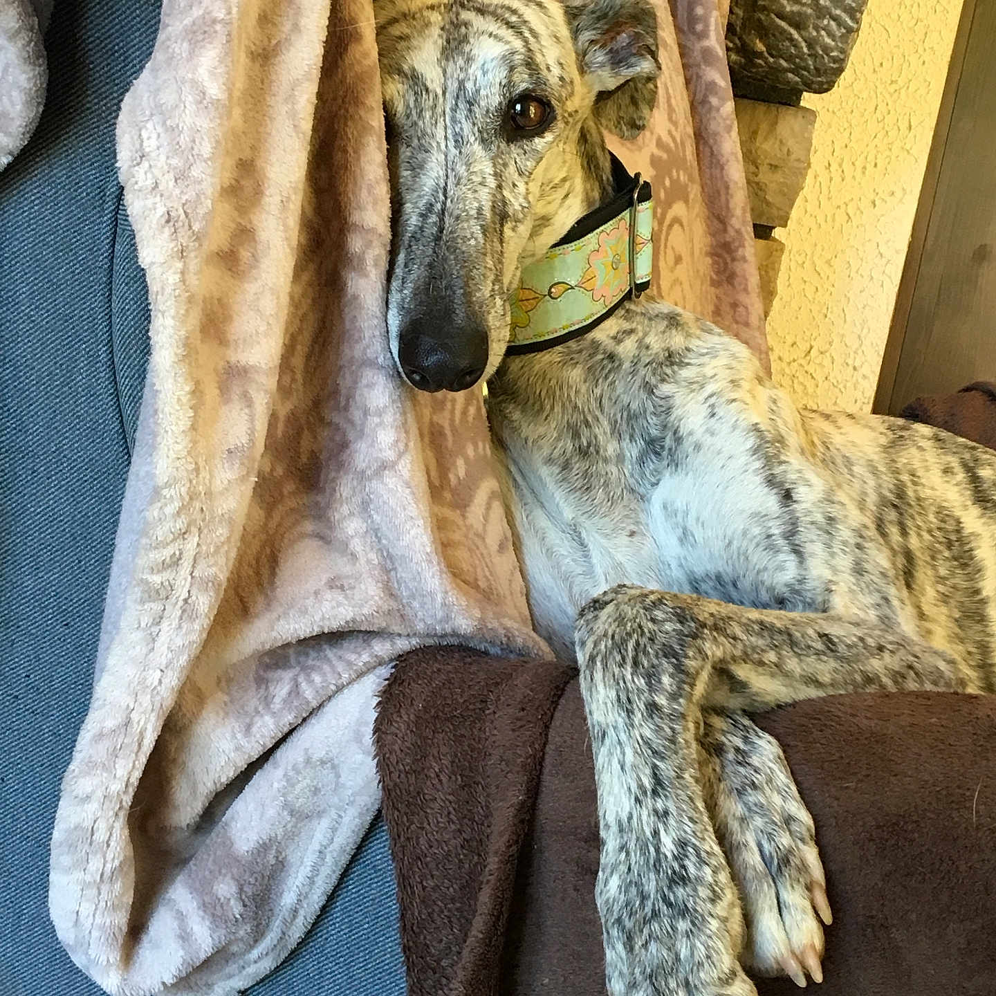 Nuria a rejoint le concours — aidez-le/la à gagner de superbes lots ! dog, greyhound, brindle, pet, indoor, couch, blanket, fabric, collar, resting, relaxed, fur, paw, cozy, home, animal, portrait, laying_down, curious, soft