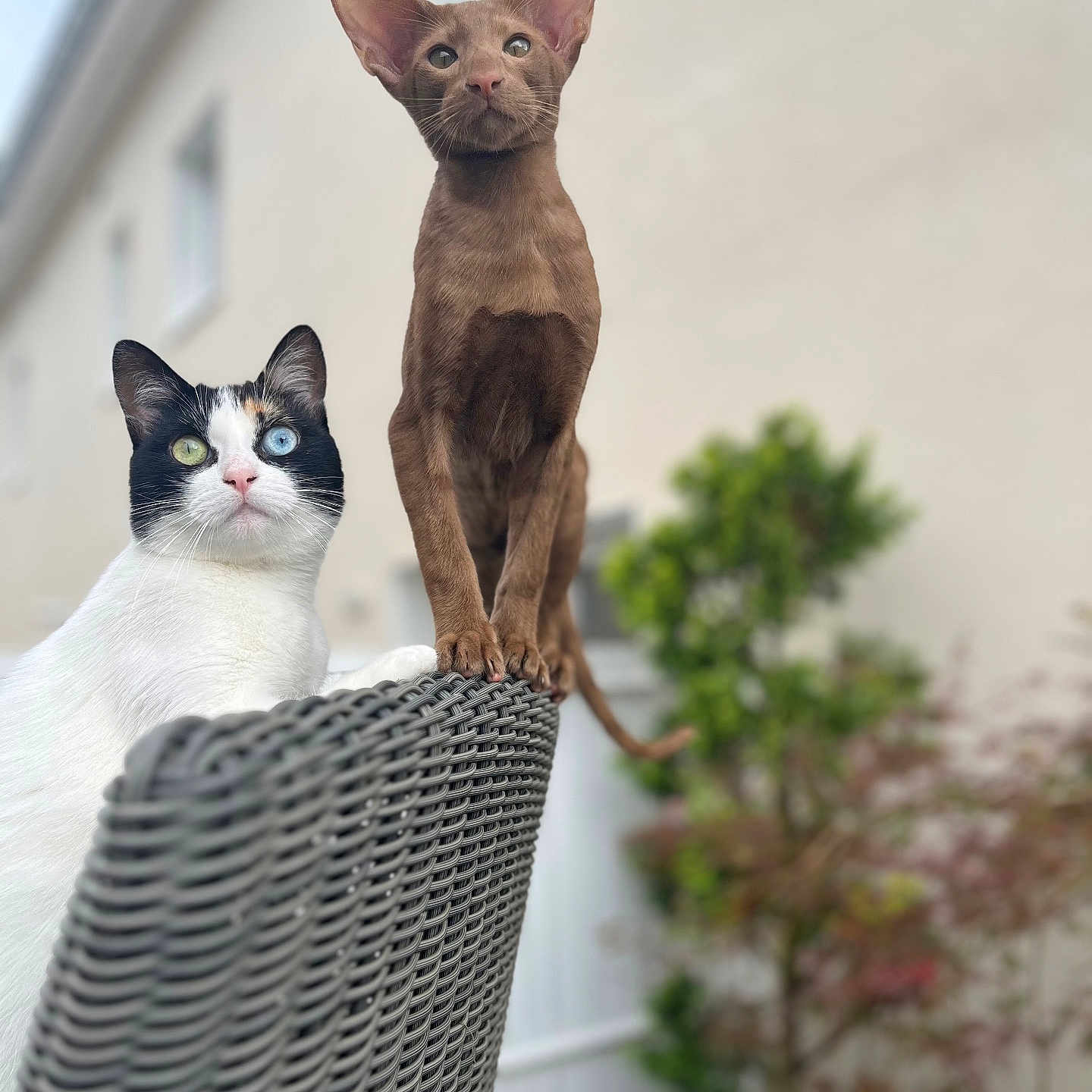Tiseul Et Natsu participe au concours pour gagner de l'argent avec cette photo : animal, brown_cat, cat, curious, domestic_animal, ears, eyes, feline, fence, garden, heterochromia, nature, outdoor, pet, plant, portrait, sitting, white_cat, window, woven_chair