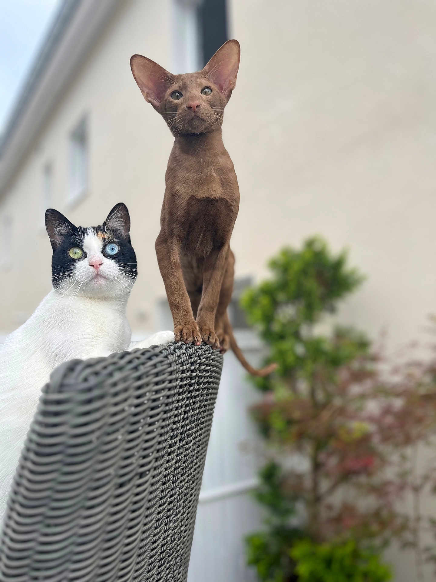 Tiseul Et Natsu participe au concours pour gagner de l'argent avec cette photo : animal, brown_cat, cat, curious, domestic_animal, ears, eyes, feline, fence, garden, heterochromia, nature, outdoor, pet, plant, portrait, sitting, white_cat, window, woven_chair