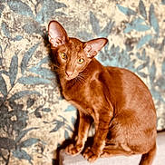 Tiseul participe au concours pour gagner de l'argent avec cette photo : animal, background, beautiful, brown, cat, closeup, domestic_cat, ears, eyes, feline, furniture, indoor, leafy, looking, pattern, pet, portrait, sitting, texture, whiskers