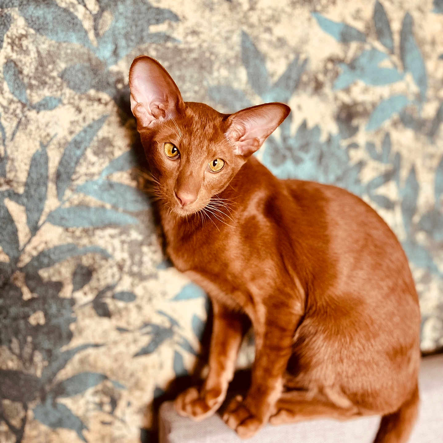 Tiseul participe au concours pour gagner de l'argent avec cette photo : animal, background, beautiful, brown, cat, closeup, domestic_cat, ears, eyes, feline, furniture, indoor, leafy, looking, pattern, pet, portrait, sitting, texture, whiskers