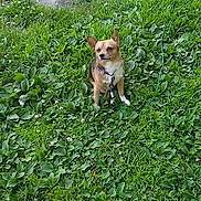 Max is registered to the contest to win money with this photo: animal, calm, canine, collar, cute, daylight, dog, fur, grass, greenery, ground, leafy_plants, leash, nature, outdoor, park, pet, sitting, small_dog, step_stones