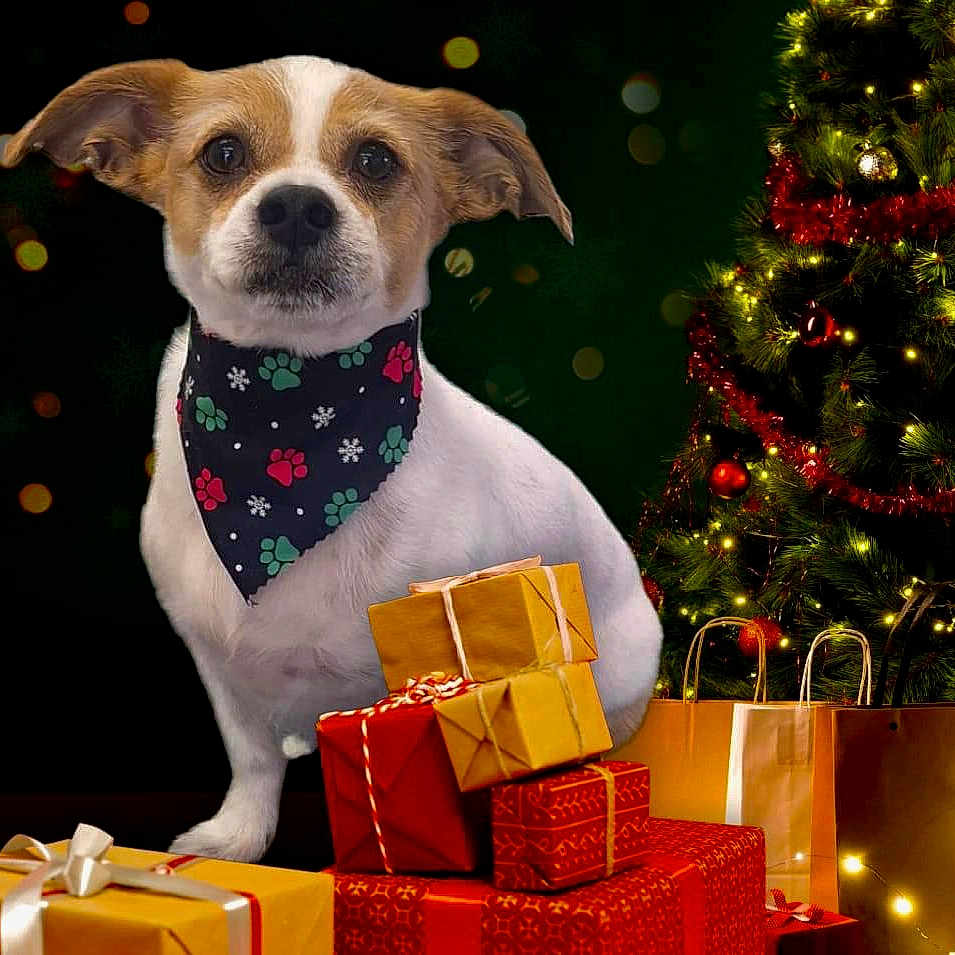 Lowrider is registered to the contest to win money with this photo: art, carnivore, christmas_decoration, christmas_ornament, christmas_tree, companion_dog, conifer, dog, dog_breed, event, evergreen, fawn, holiday, holiday_ornament, ornament, painting, pattern, pet_supply, sporting_group, tree