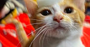 Biscuit is registered to the contest to win money with this photo: cat, kitten, orange_and_white, pet, animal, portrait, sitting, wide_eyes, whiskers, ears, fur, white_chest, red_blanket, indoor, home, colorful_background, close_up, cute, curious, funny