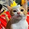 cat, kitten, orange_and_white, pet, animal, portrait, sitting, wide_eyes, whiskers, ears, fur, white_chest, red_blanket, indoor, home, colorful_background, close_up, cute, curious, funny