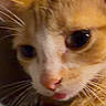 Biscuit joined the competition — help win amazing prizes! cat, orange_cat, close_up, face, eyes, whiskers, nose, tongue, fur, ginger, pet, animal, portrait, selfie, indoors, blanket, couch, curious, cute, vertical_photo