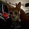 Biscuit is registered to the contest to win money with this photo: kitten, cat, orange_cat, white_cat, pet, animal, close_up, portrait, indoors, bedroom, blanket, bed, human_hand, whiskers, ears, blue_blanket, clothing, television, shelves, cozy