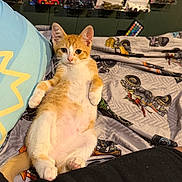 Biscuit is registered to the contest to win money with this photo: cat, kitten, orange_cat, white_fur, pet, animal, sitting, bed, bedroom, blanket, pillow, toy_cars, hot_wheels, batman, wall_display, indoors, portrait, whiskers, fluffy, cute