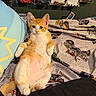 cat, kitten, orange_cat, white_fur, pet, animal, sitting, bed, bedroom, blanket, pillow, toy_cars, hot_wheels, batman, wall_display, indoors, portrait, whiskers, fluffy, cute
