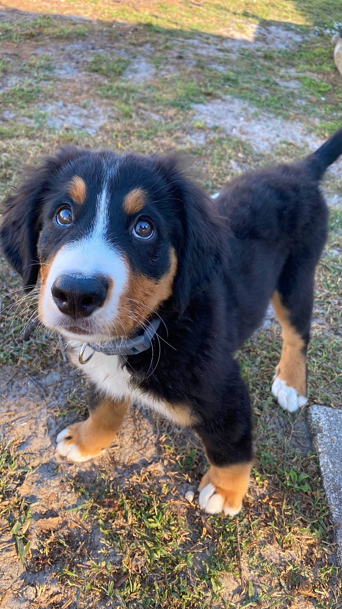 Shiloh is registered to the contest to win money with this photo: bernese_mountain_dog, carnivore, companion_dog, dog, dog_breed, grass, plant, snout, sporting_group, terrestrial_animal, working_dog