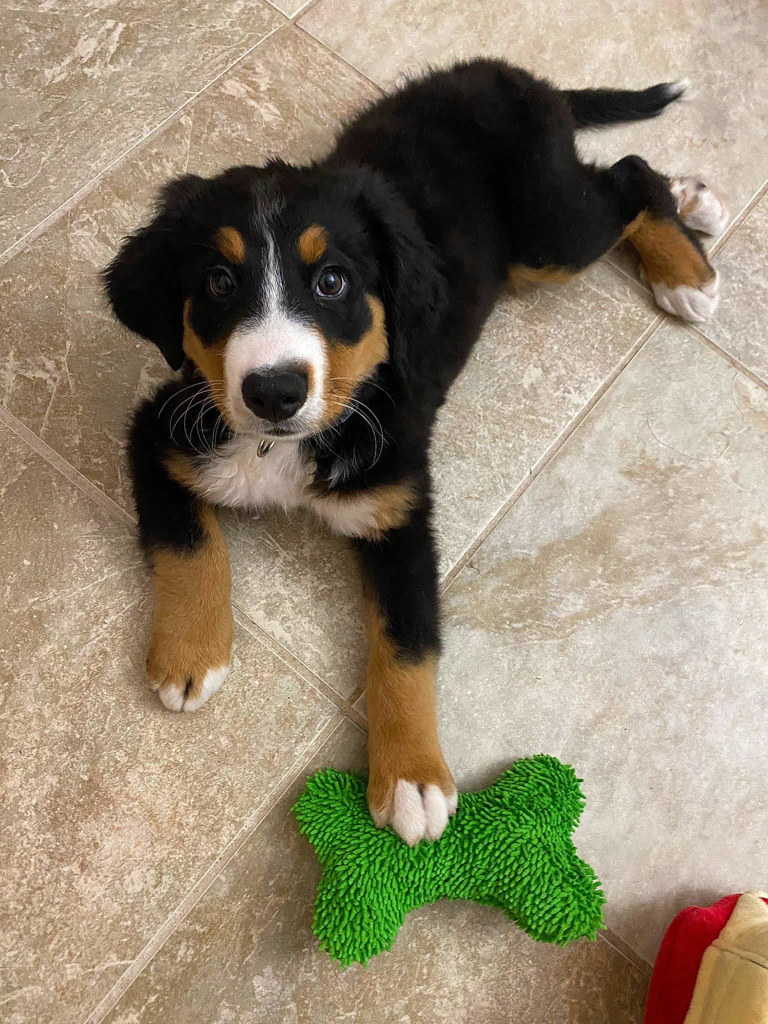 Shiloh joined the competition — help win amazing prizes! beaglier, bernese_mountain_dog, bored, canidae, carnivore, companion_dog, dog, dog_breed, flooring, snout, sporting_group, terrestrial_animal, working_animal, working_dog