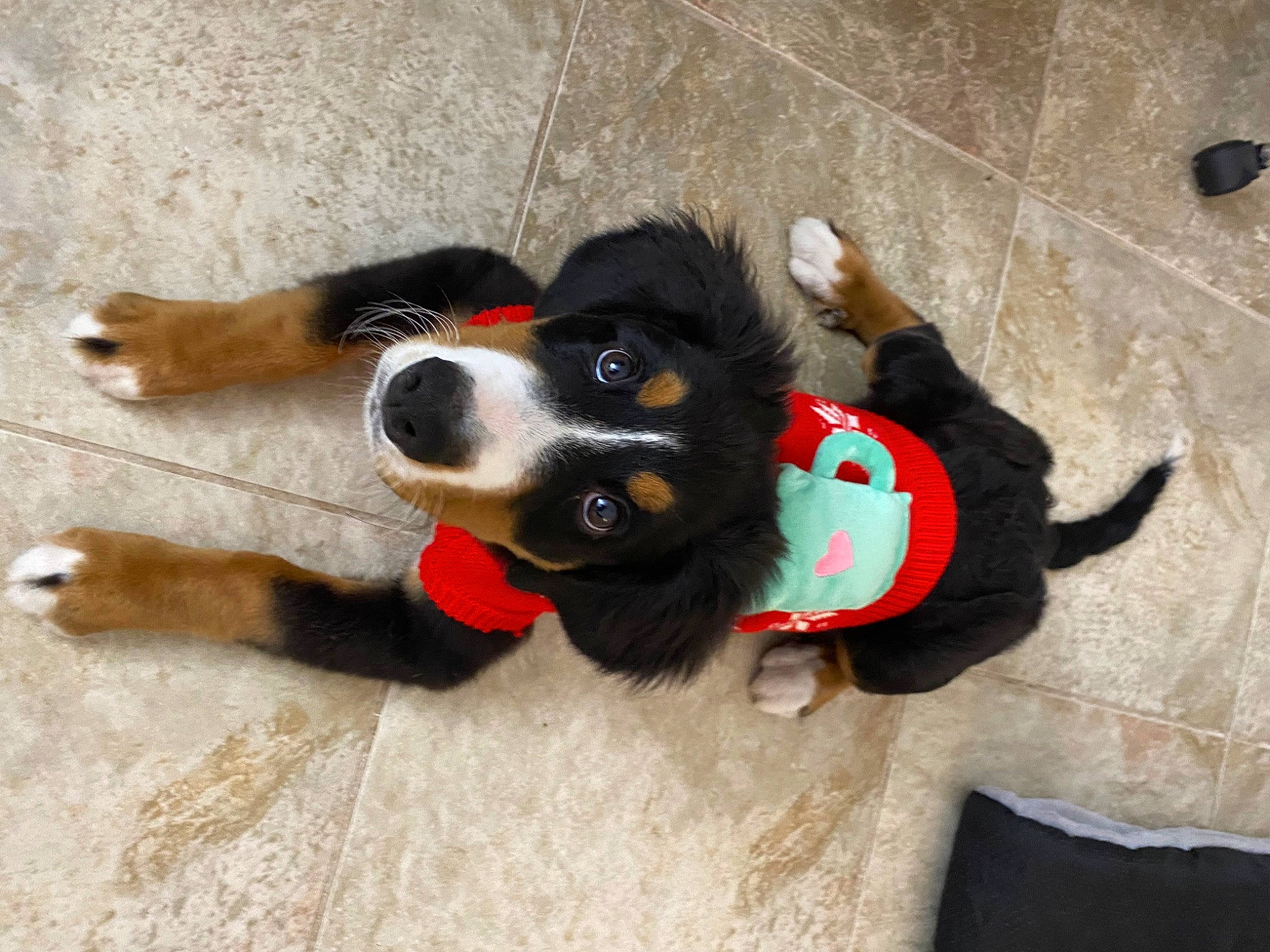 Shiloh joined the competition — help win amazing prizes! bernese_mountain_dog, canidae, carmine, carnivore, companion_dog, dog, dog_breed, dog_supply, dog_toy, flooring, fur, paw, pet_supply, snout, sporting_group, tail, toy, vertebrate, working_animal, working_dog