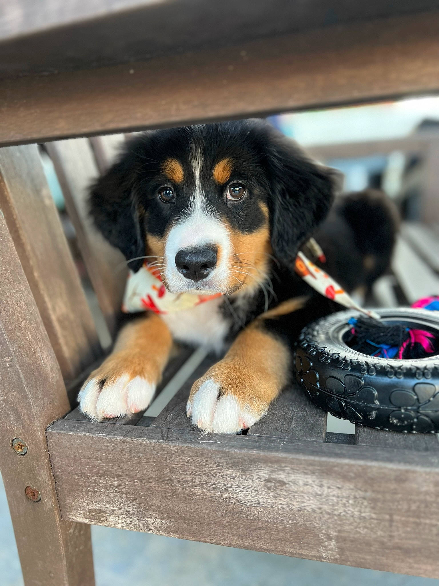 Shiloh joined the competition — help win amazing prizes! automotive_tire, ball, bernese_mountain_dog, canidae, carnivore, companion_dog, dog, dog_breed, fur, herding_dog, plant, puppy, snout, sporting_group, sports_equipment, tire, tree, wheel, wood, working_dog