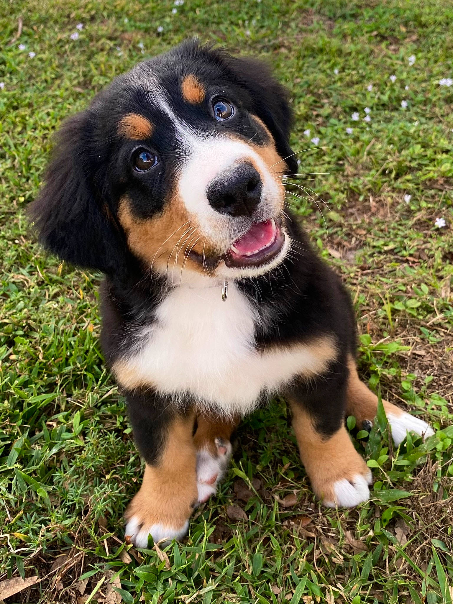 Shiloh is registered to the contest to win money with this photo: bernese_mountain_dog, canidae, carnivore, companion_dog, dog, dog_breed, grass, plant, snout, sporting_group, terrestrial_animal, working_dog