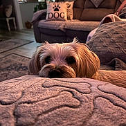 Charlie is registered to the contest to win money with this photo: dog, blanket, bone_pattern, couch, pillow, living_room, person, phone, carpet, floor, furniture, relaxing, pet, cozy, indoor, fur, cute, animal, resting, home