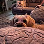 dog, blanket, bone_pattern, couch, pillow, living_room, person, phone, carpet, floor, furniture, relaxing, pet, cozy, indoor, fur, cute, animal, resting, home